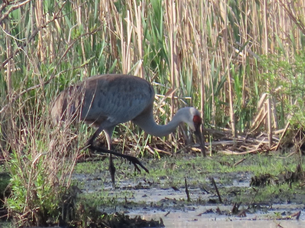 Sandhill Crane - ML618717023