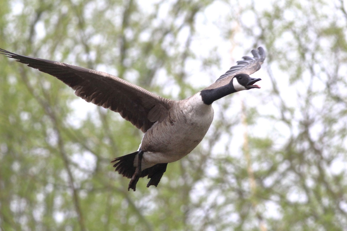 Canada Goose - ML618717040