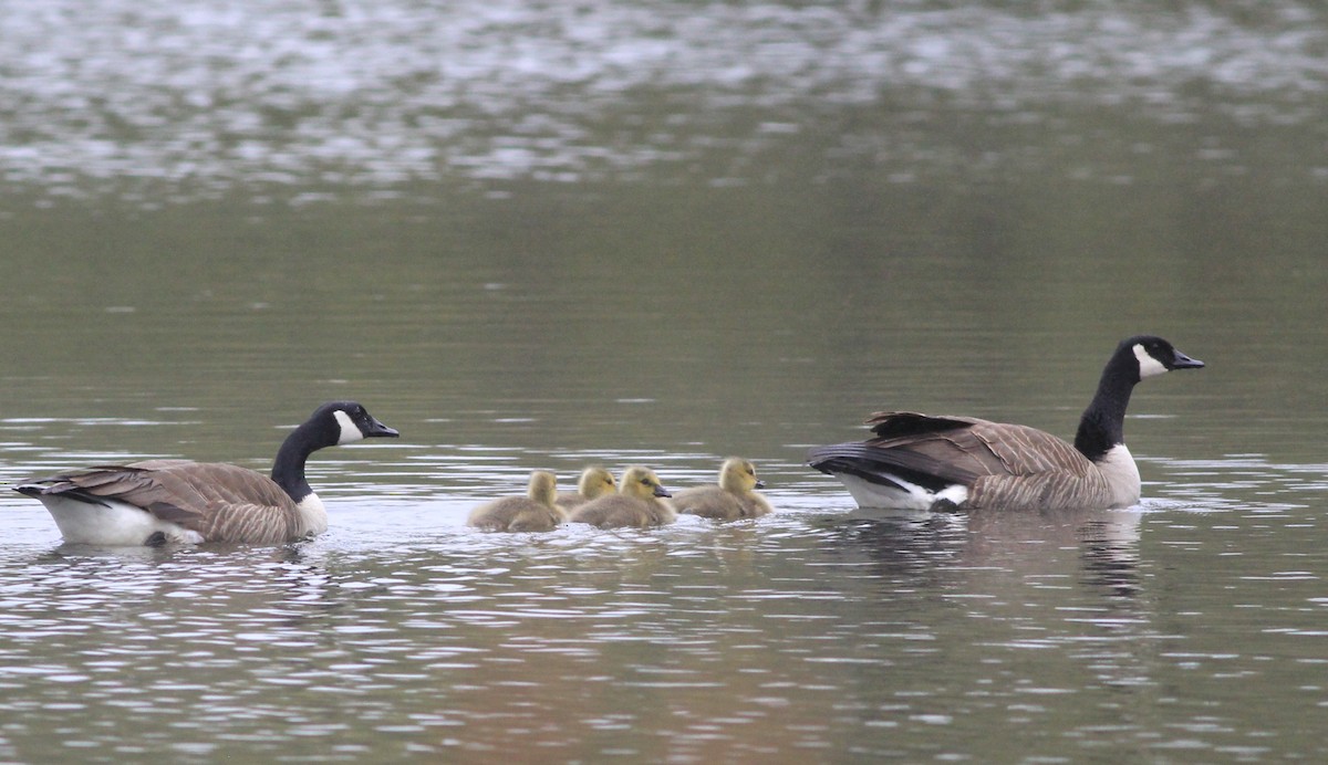 Canada Goose - Harold Forsyth