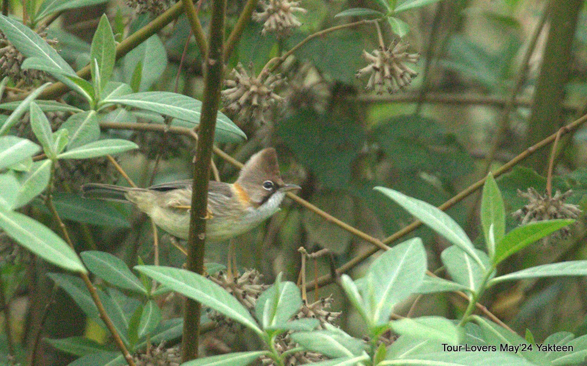 Whiskered Yuhina - Suman Dasgupta