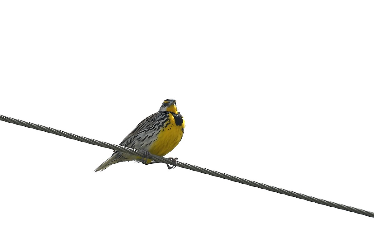 Eastern Meadowlark (Eastern) - ML618717063