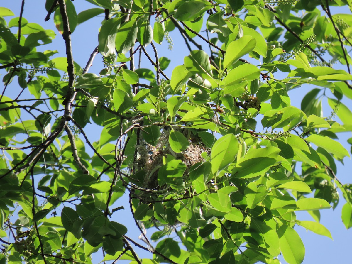 Baltimore Oriole - ML618717068