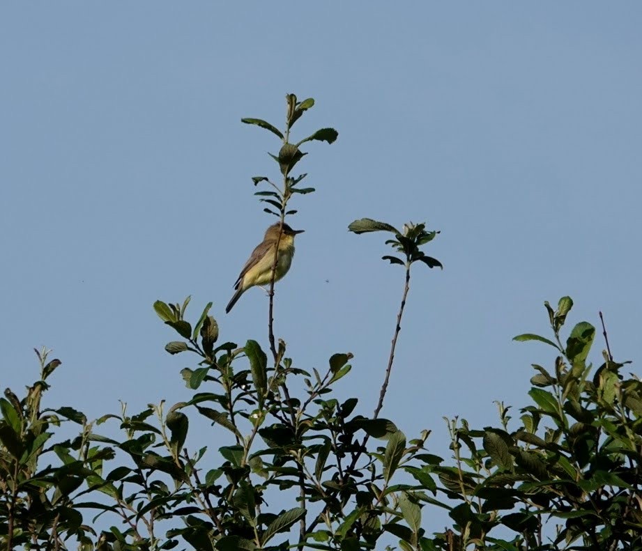 Melodious Warbler - Seppo Hjerppe