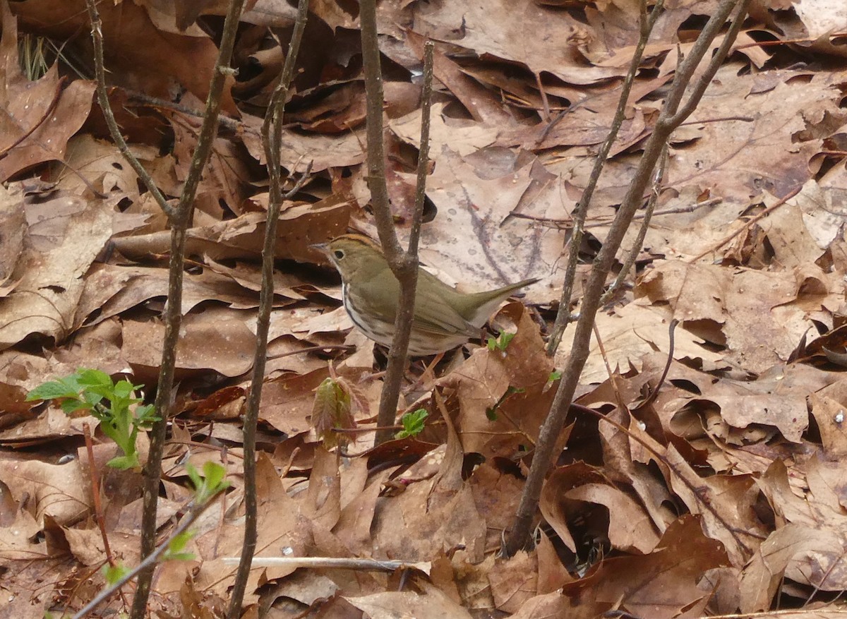 Ovenbird - ML618717114