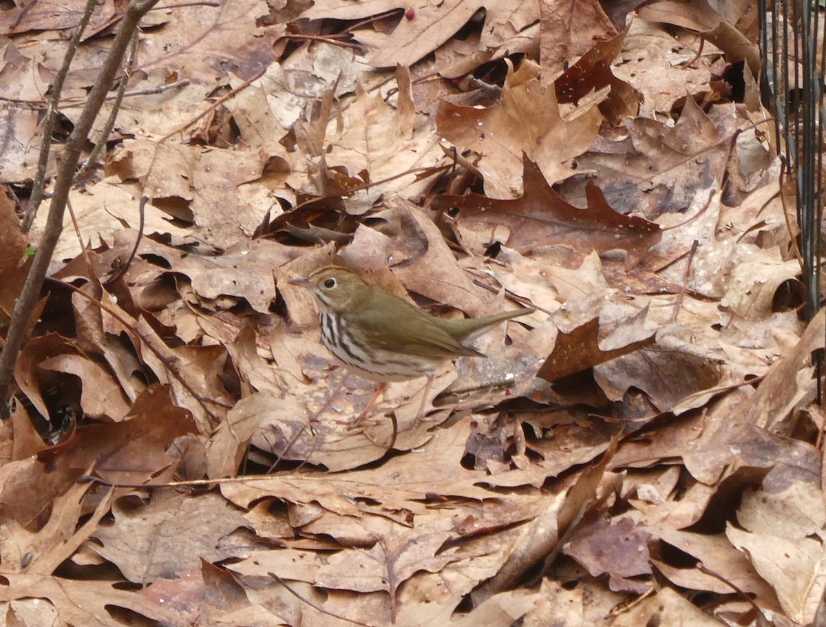 Ovenbird - ML618717115