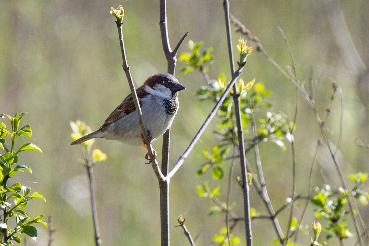 House Sparrow - Michel Beaupré