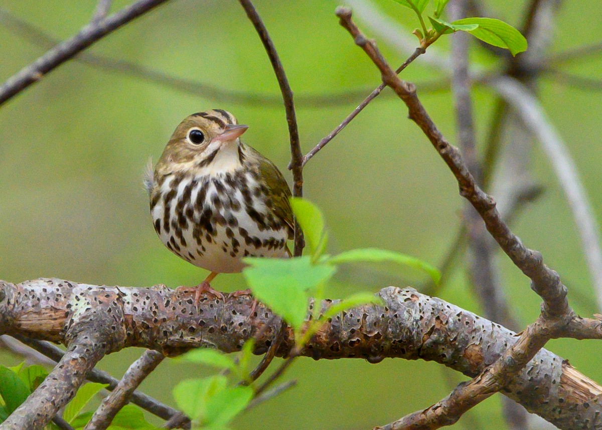 Ovenbird - Dennis Elder