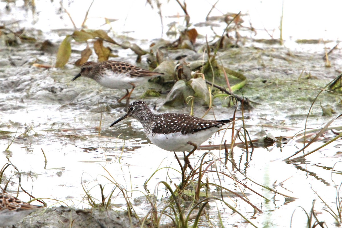 Least Sandpiper - T Harshman