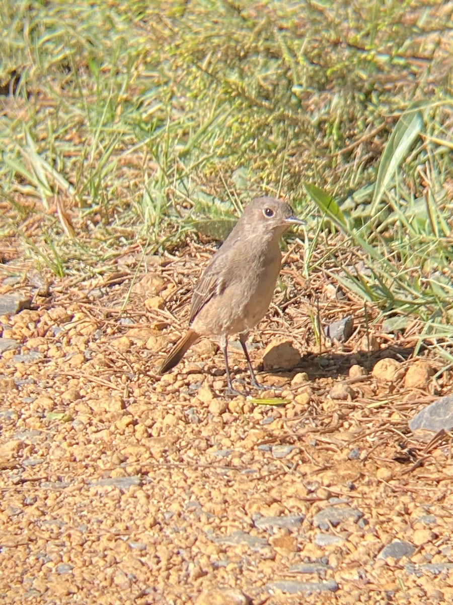 Traquet familier - ML618717141