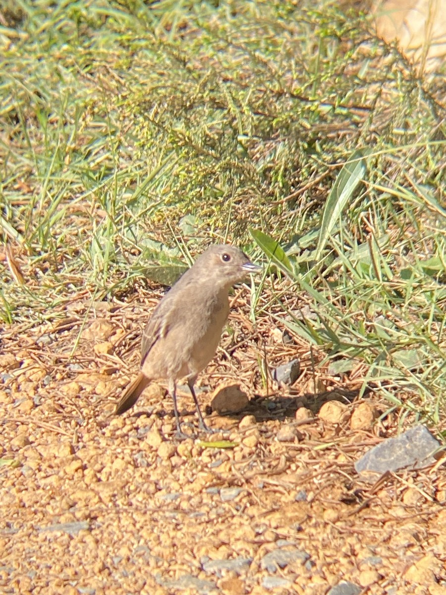 Traquet familier - ML618717142