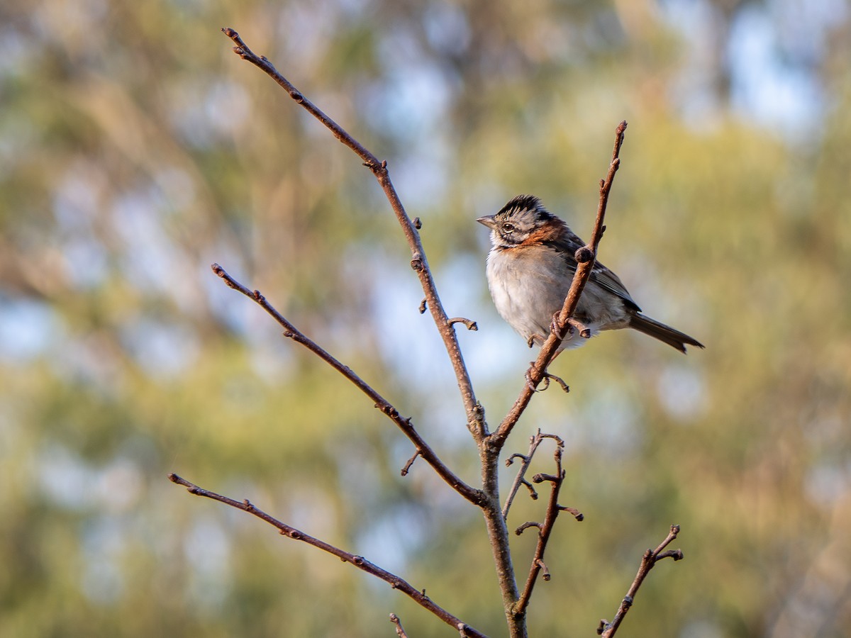 Rufous-collared Sparrow - Vitor Rolf Laubé