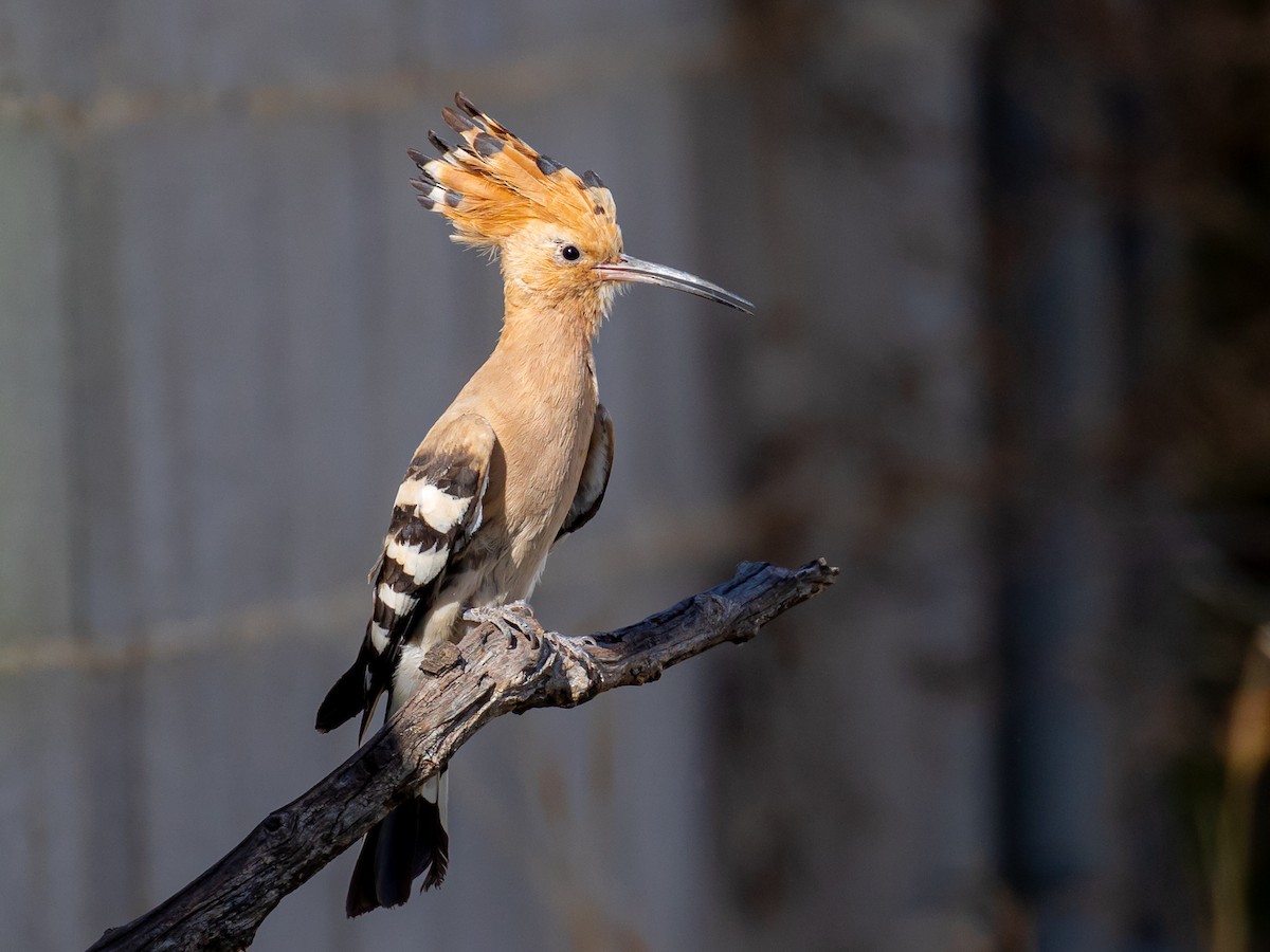 Eurasian Hoopoe - Antonio M Abella