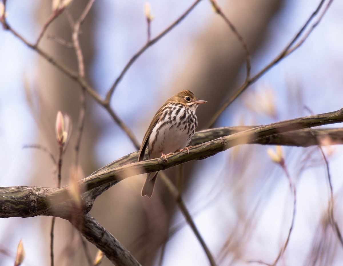 Ovenbird - ML618717161