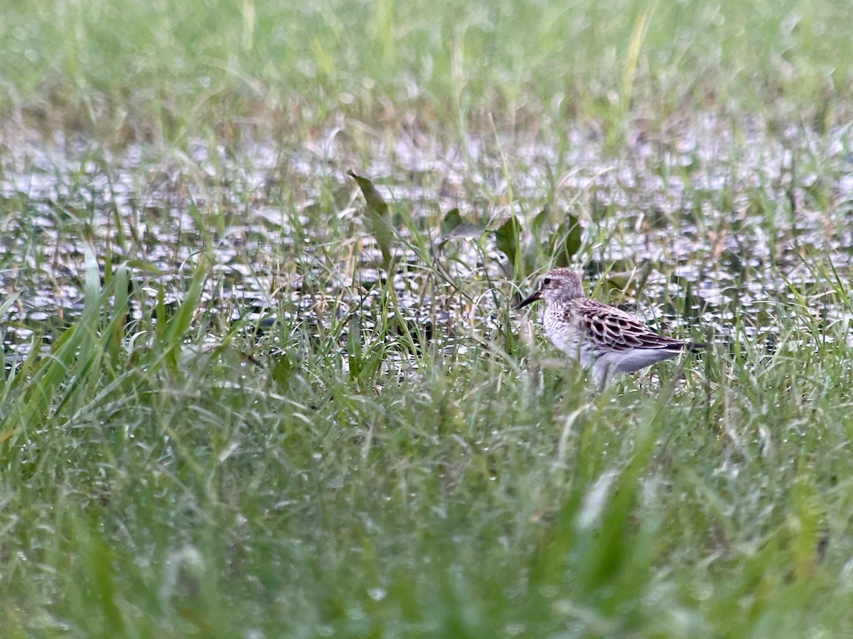 White-rumped Sandpiper - ML618717213