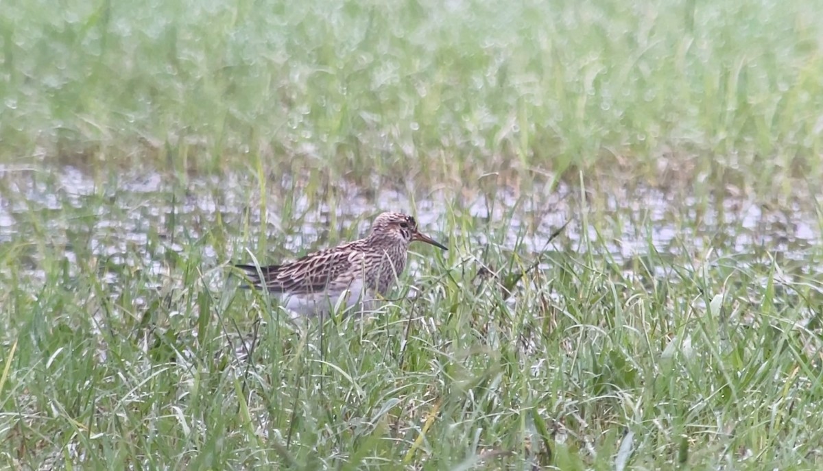 Graubrust-Strandläufer - ML618717227