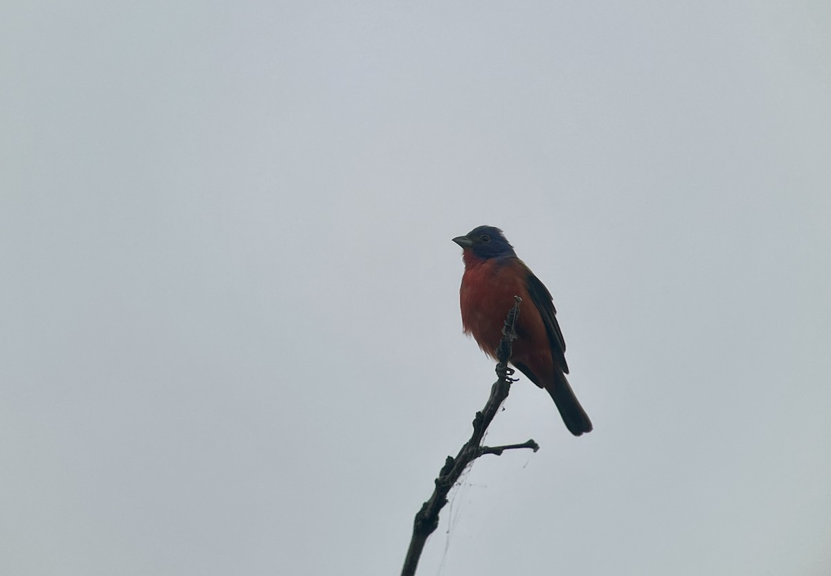 Painted Bunting - Christian Walker