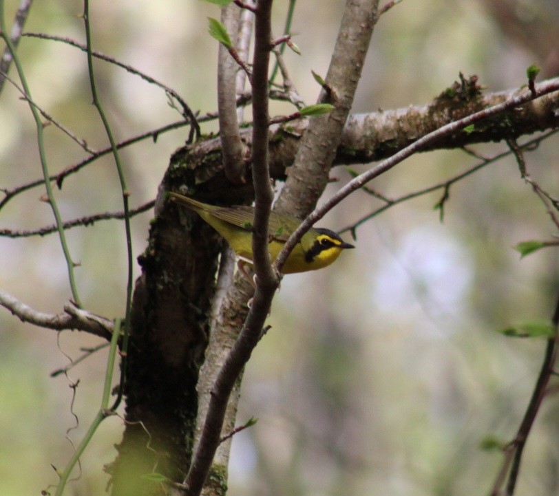 Kentucky Warbler - ML618717298