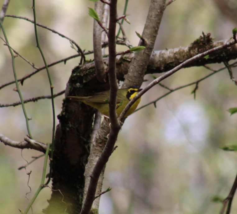 Kentucky Warbler - Tyler Ekholm