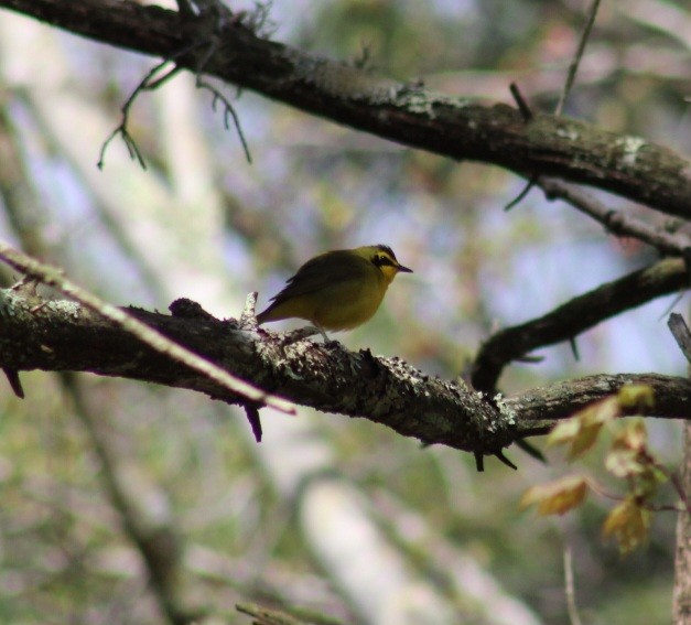 Kentucky Warbler - ML618717300