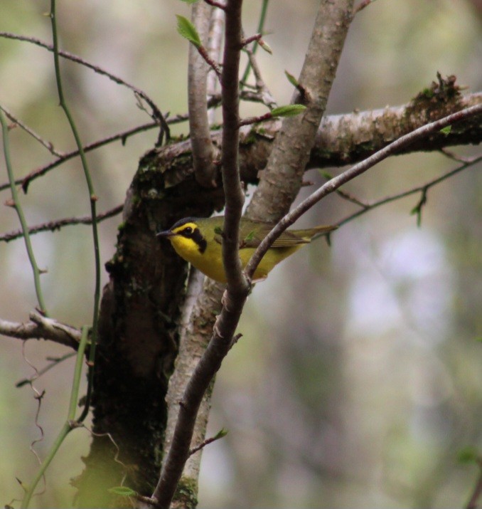 Kentucky Warbler - ML618717301