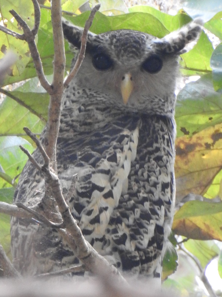 Spot-bellied Eagle-Owl - Krishnamoorthy Raju