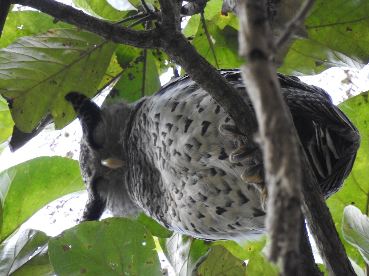 Spot-bellied Eagle-Owl - Krishnamoorthy Raju