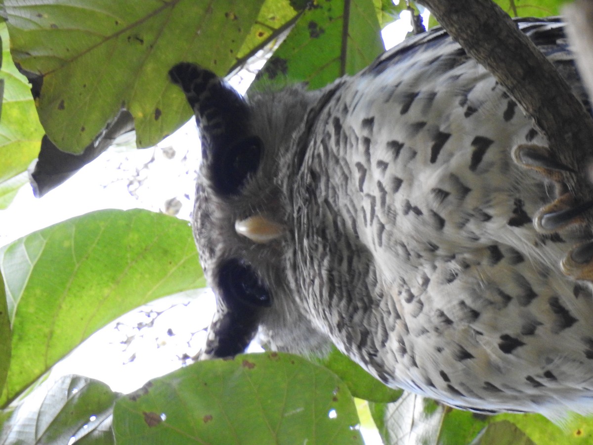 Spot-bellied Eagle-Owl - Krishnamoorthy Raju