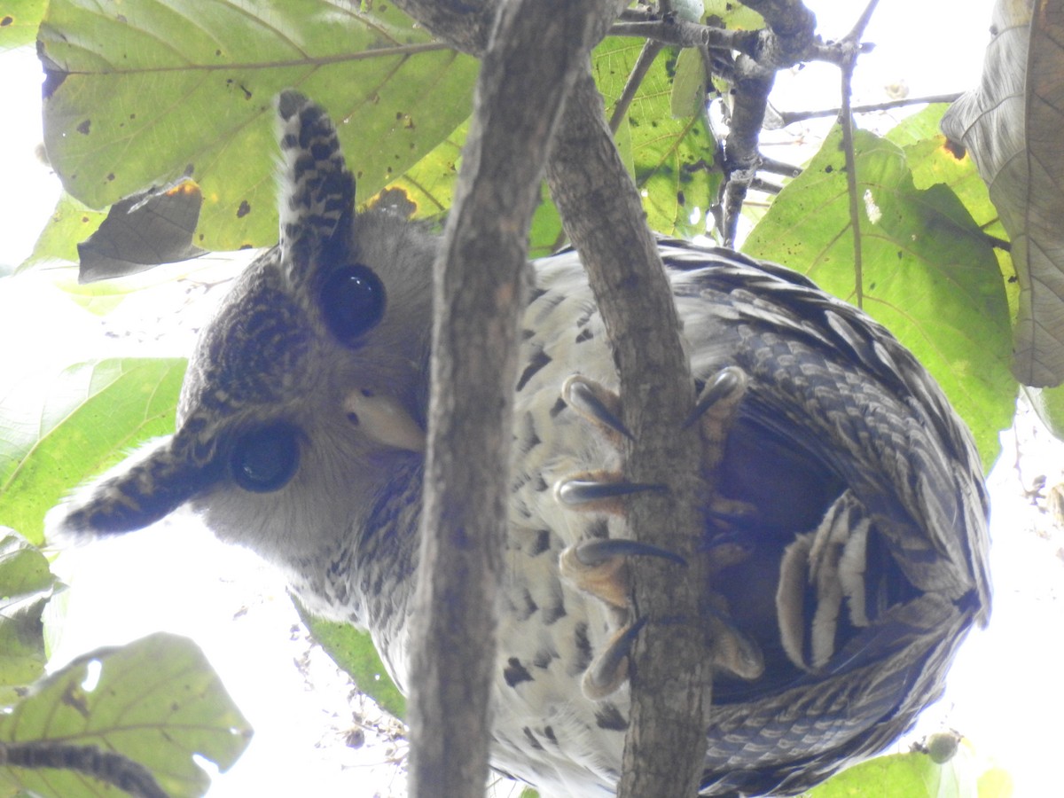 Spot-bellied Eagle-Owl - Krishnamoorthy Raju