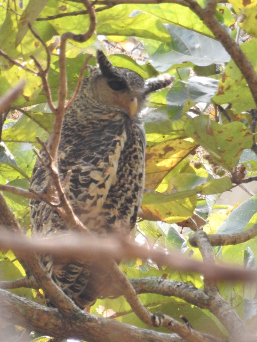 Spot-bellied Eagle-Owl - Krishnamoorthy Raju