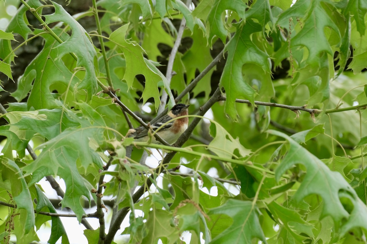 Bay-breasted Warbler - ML618717315