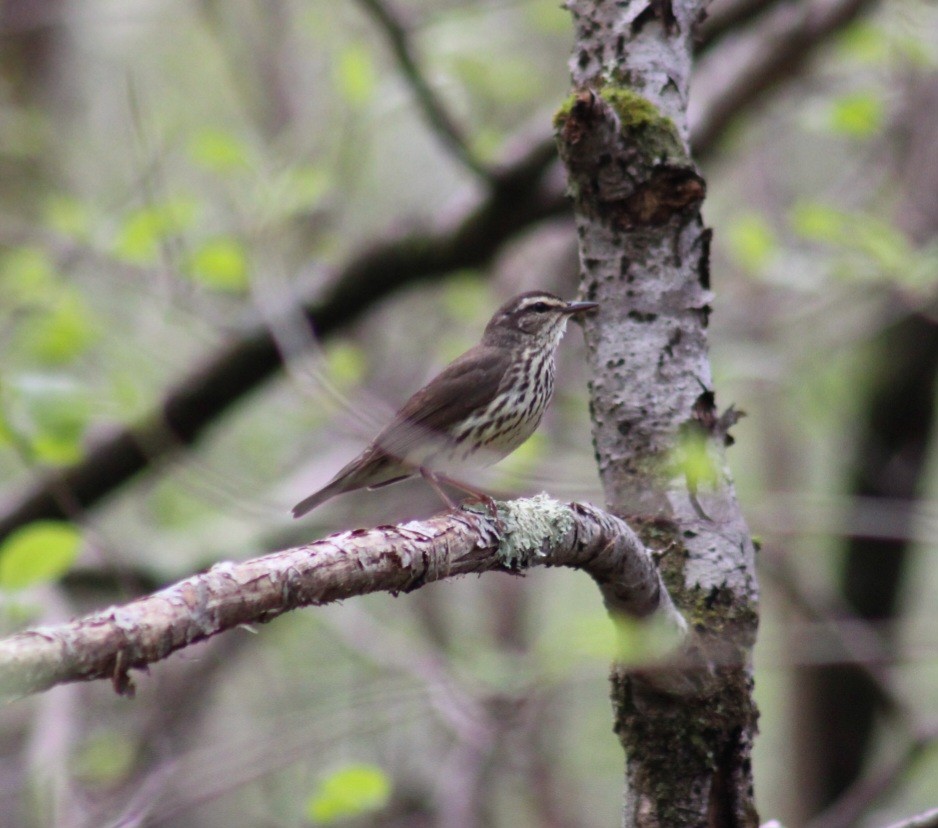 Northern Waterthrush - ML618717319