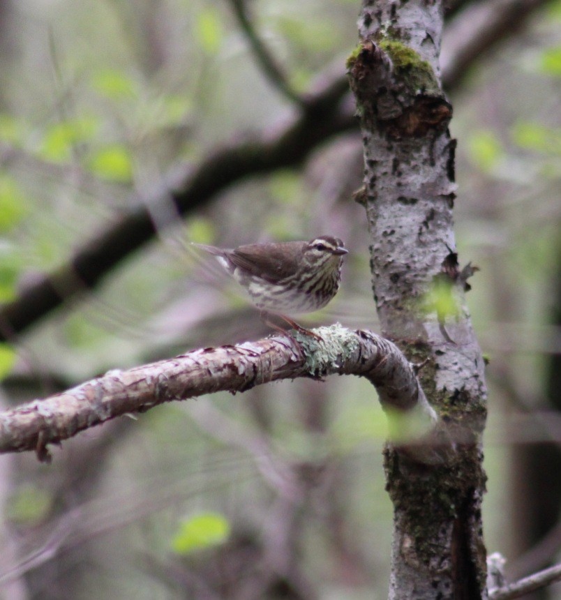 Northern Waterthrush - ML618717320