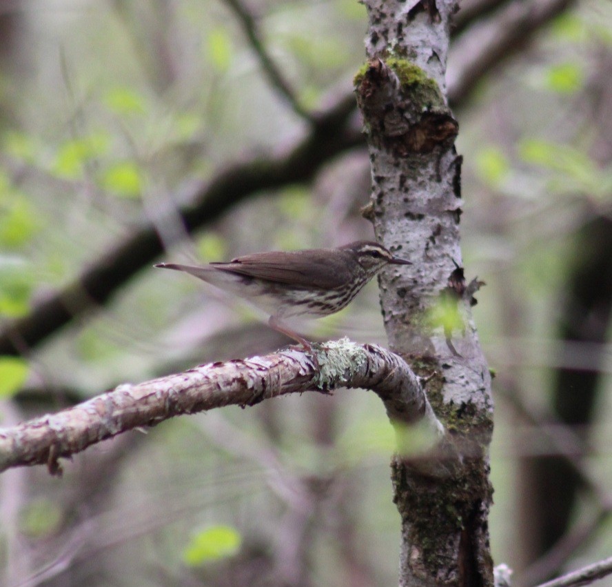 Northern Waterthrush - ML618717321