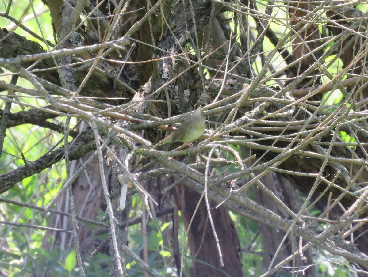 River Warbler - ML618717330