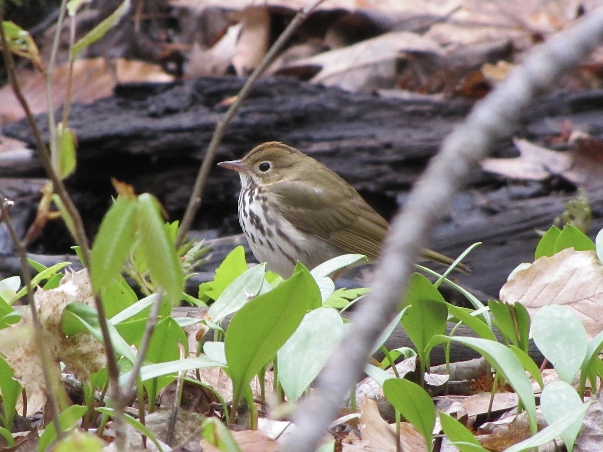 Ovenbird - ML618717337