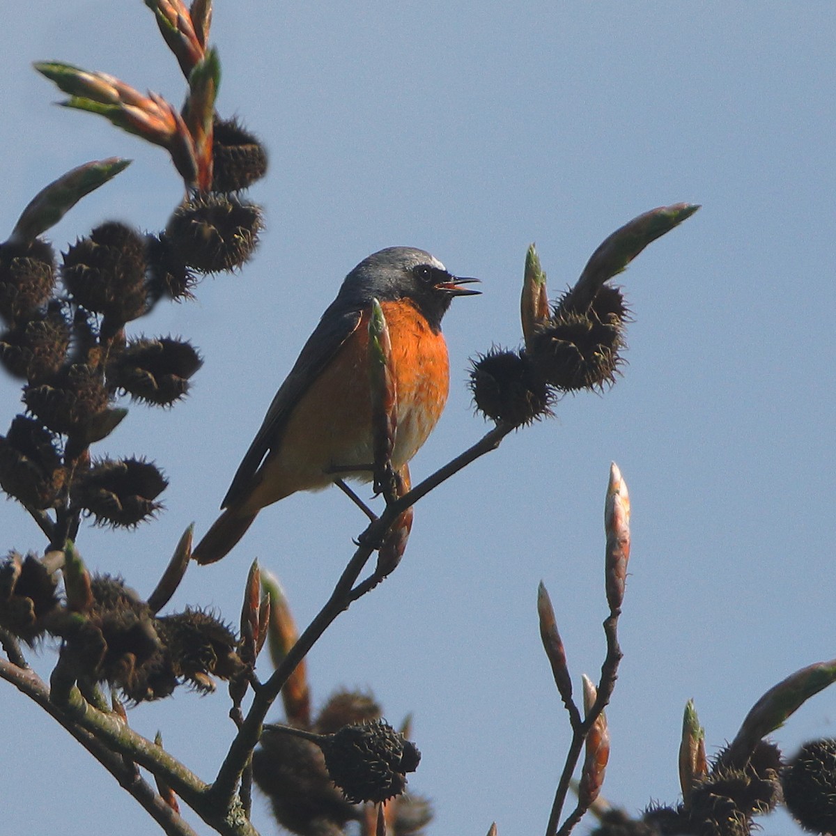 Common Redstart - ML618717341