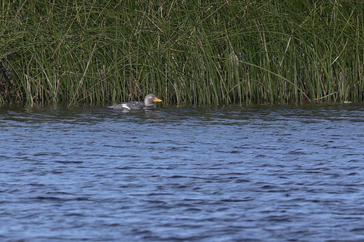 Langflügel-Dampfschiffente - ML618717351