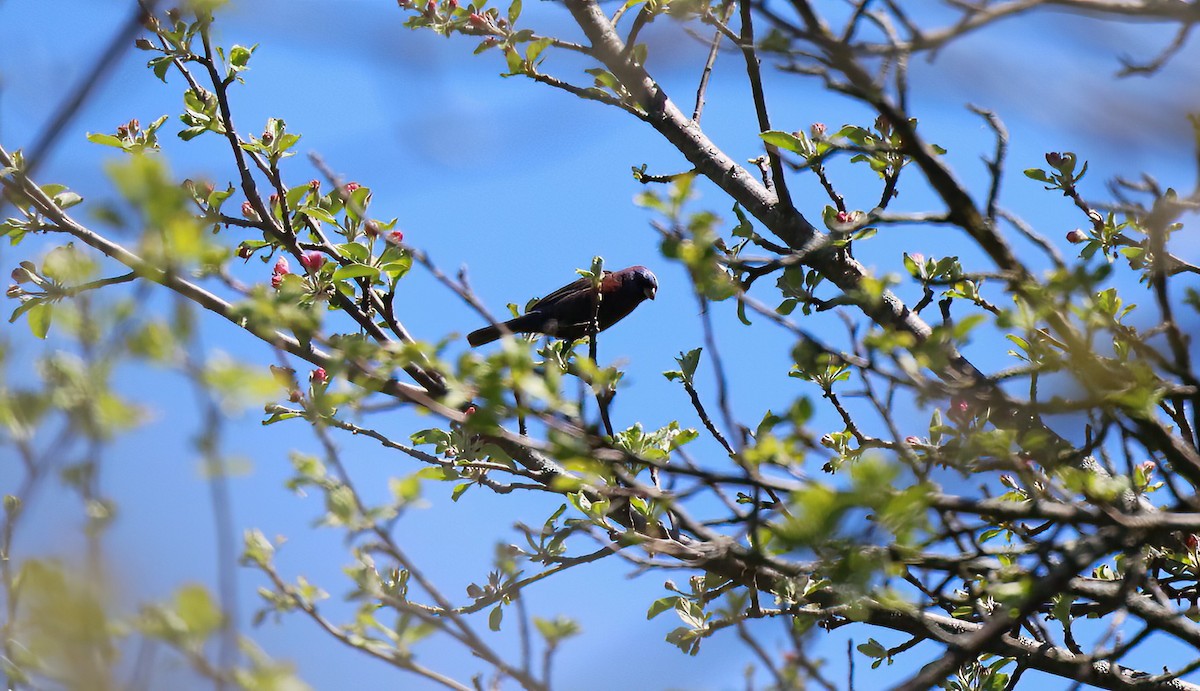 Passerin varié - ML618717357