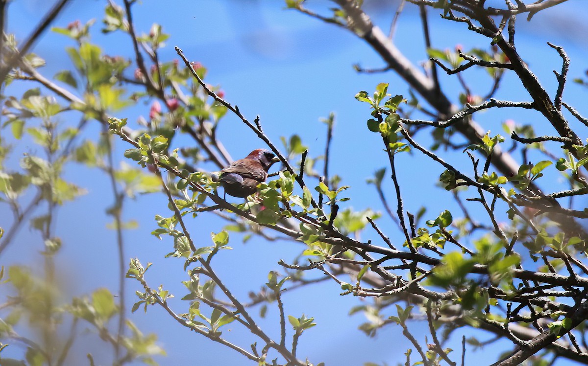 Varied Bunting - Diane Eubanks