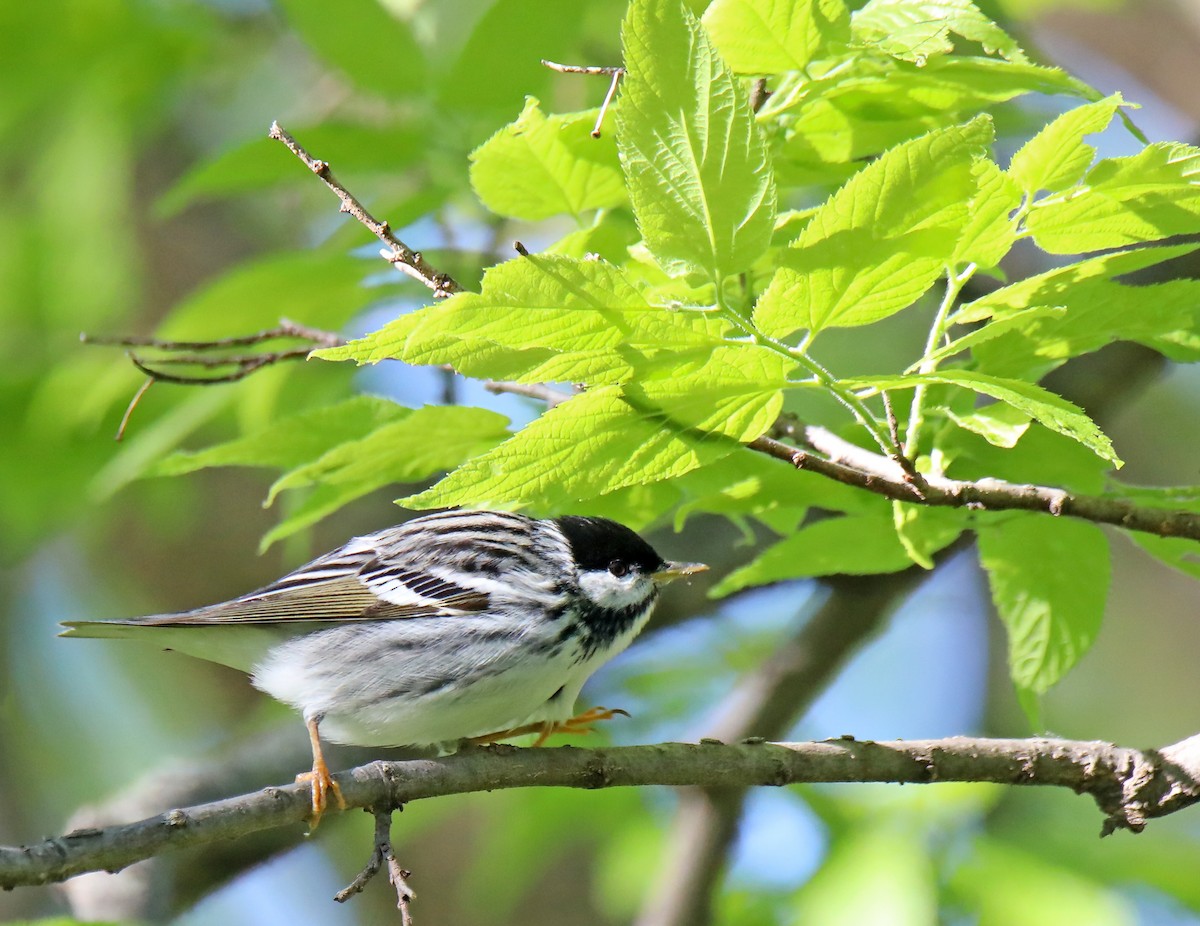 Blackpoll Warbler - ML618717382