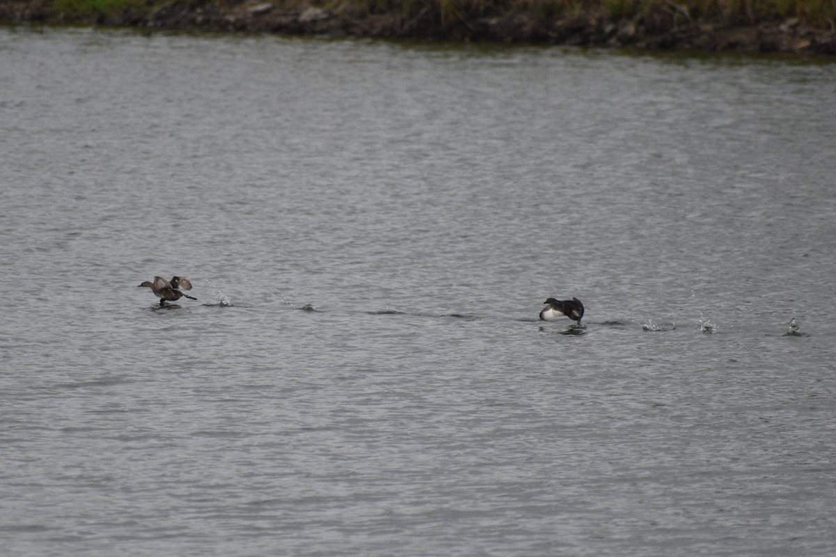 Least Grebe - ML618717390