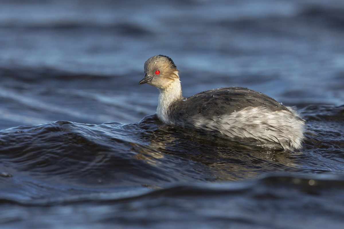 Silvery Grebe - ML618717418