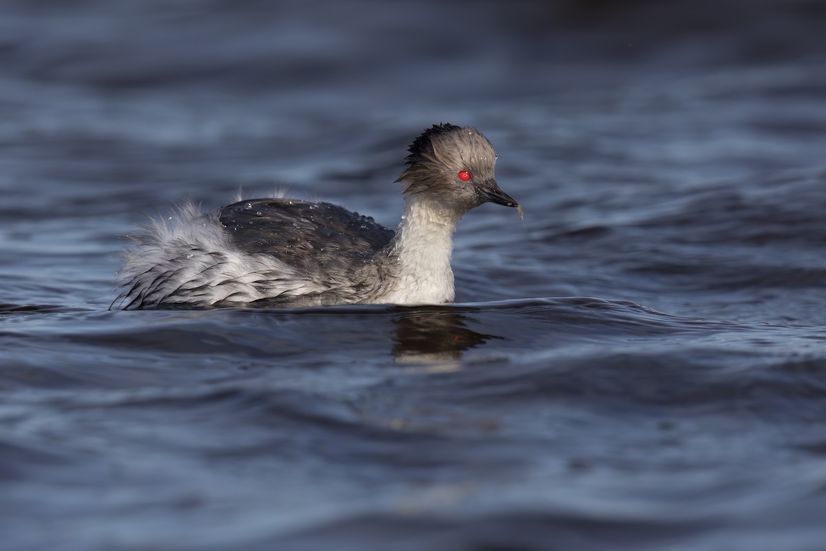 Silvery Grebe - ML618717419