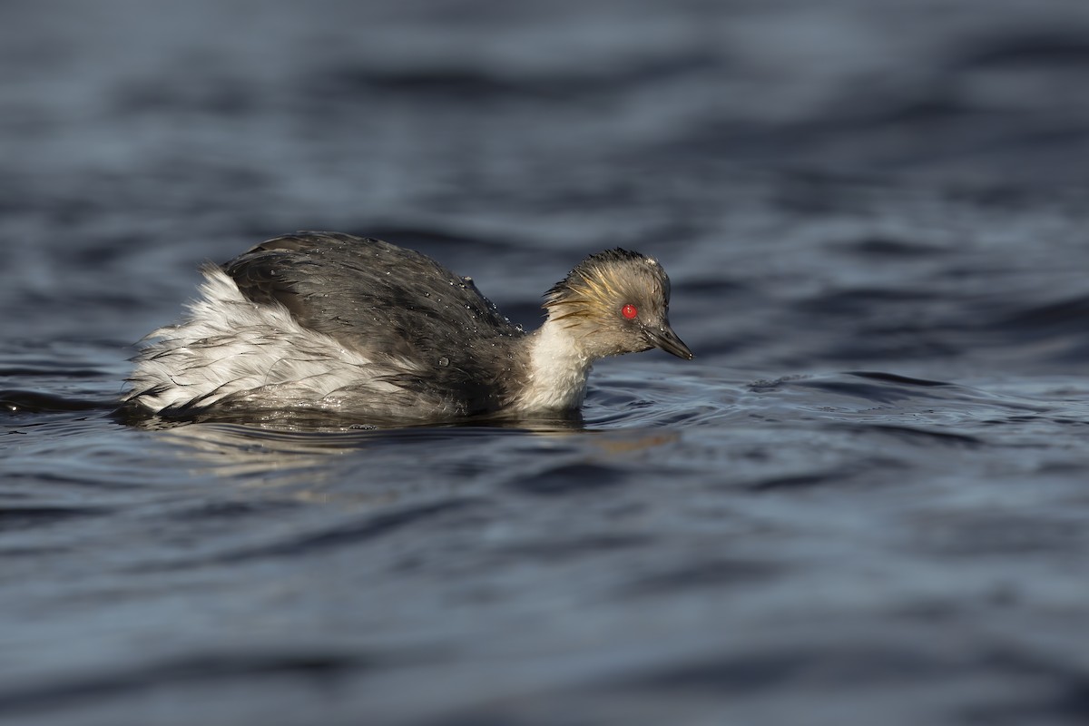 Silvery Grebe - ML618717420