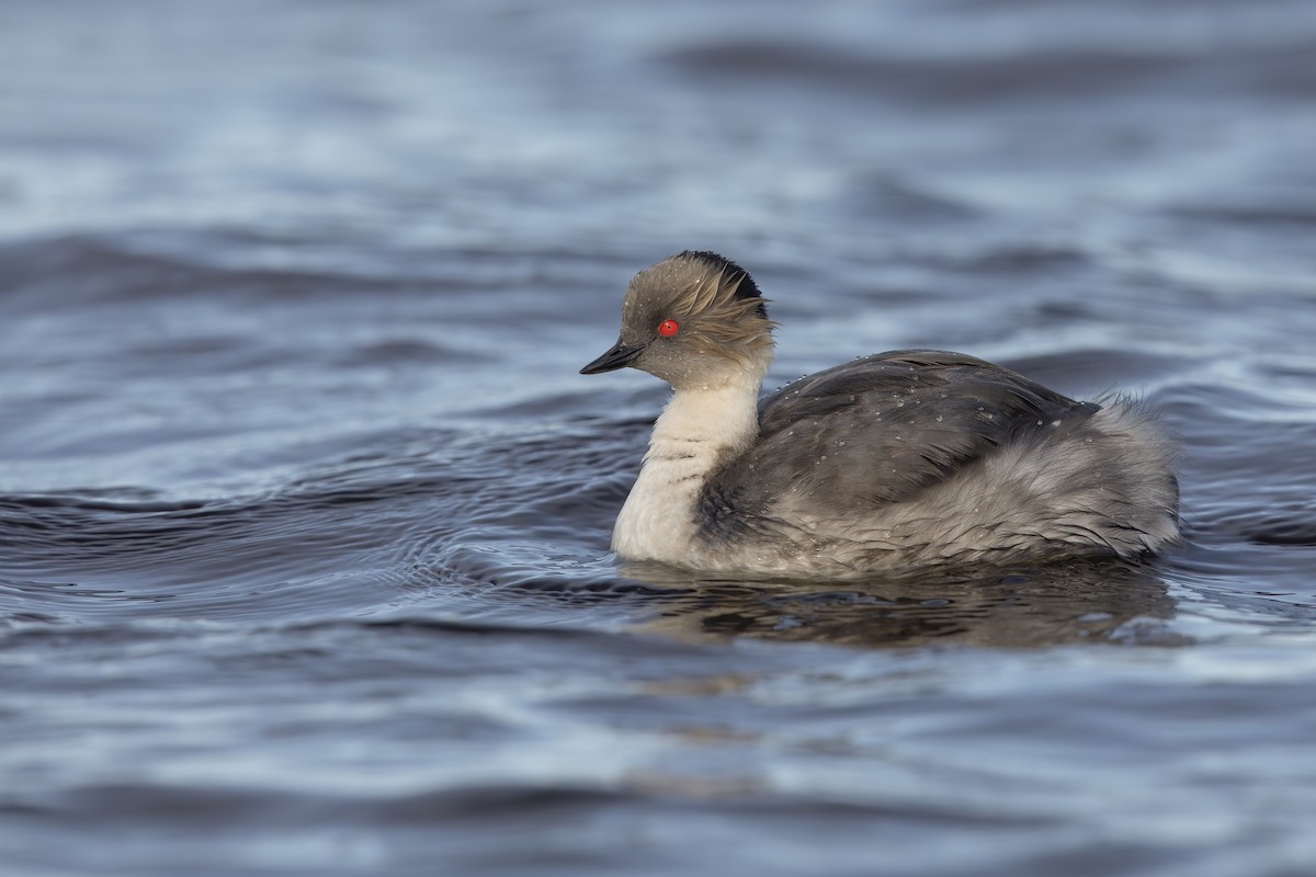 Silvery Grebe - ML618717421