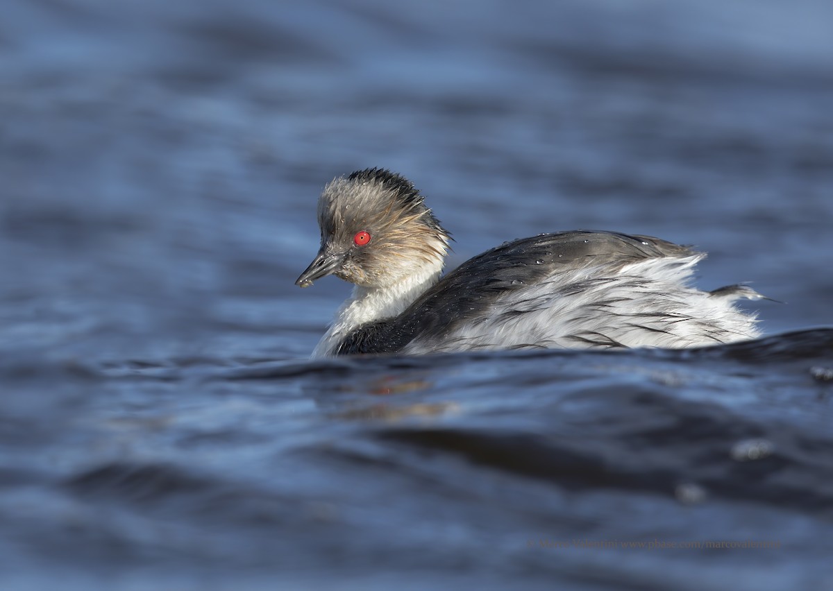 Silvery Grebe - ML618717422