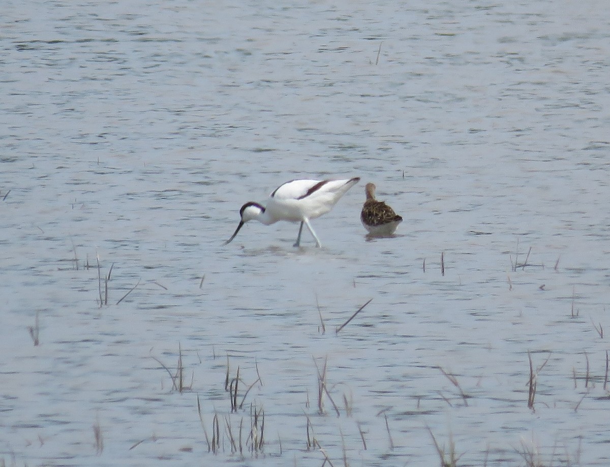 Pied Avocet - ML618717431