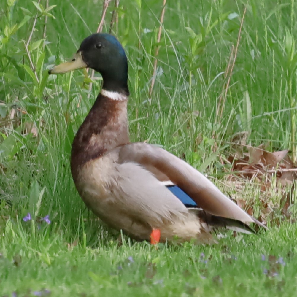 Mallard - Charles (PAT) Dollard