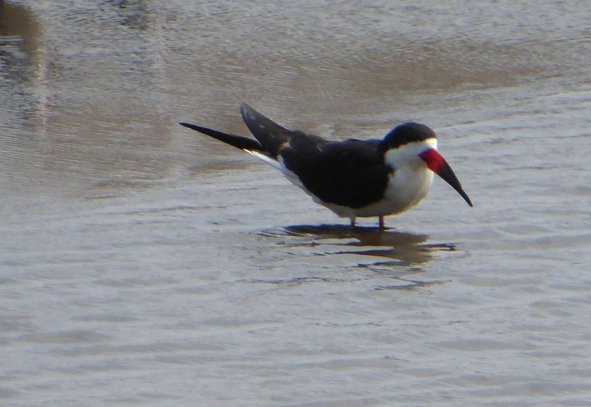 Black Skimmer - ML618717477