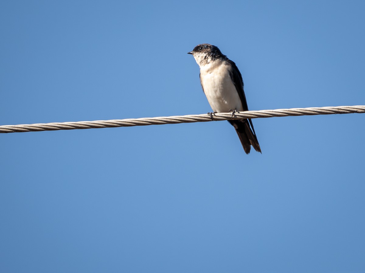 Blue-and-white Swallow - Vitor Rolf Laubé